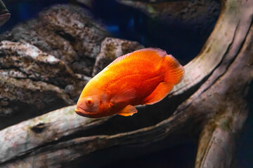 Oscar fish, Astronotus ocellatus, huge cichlid. Bright orange freshwater fish swimming in the...