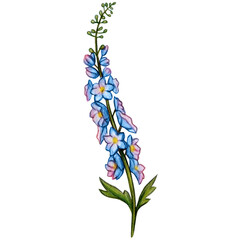 Fototapeta na wymiar watercolor hand drawn delphinium flower branch