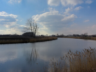 Obraz premium Natural borders with golden reed and bare tree reflecting in the water of river Scheldt on a sunny winter day in Kalkense Meersen nature reserve. Wetteren, Flanders, Belgium 