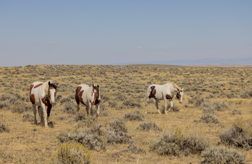 Naklejka na ściany i meble Wild Horses in the Wyoming Desert in Fall