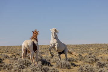 Wild Horses in the Wyoming Desert in Fall