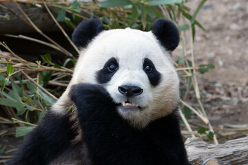 Obraz na płótnie Canvas Close up Cute Fluffy Panda in South Korea