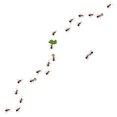 Ant team on wall, bug march set. Pests invasion, macro group line, trail for food, working team, spread insects. Vector beetles current isolated illustration, small nature concept