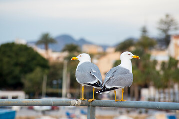 Seagulls in the port of Aguilas, Spain