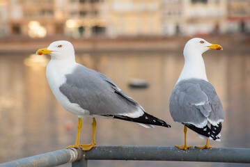 Seagulls in the port of Aguilas, Spain