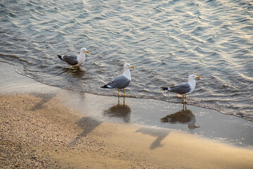 Seagulls in the port of Aguilas, Spain
