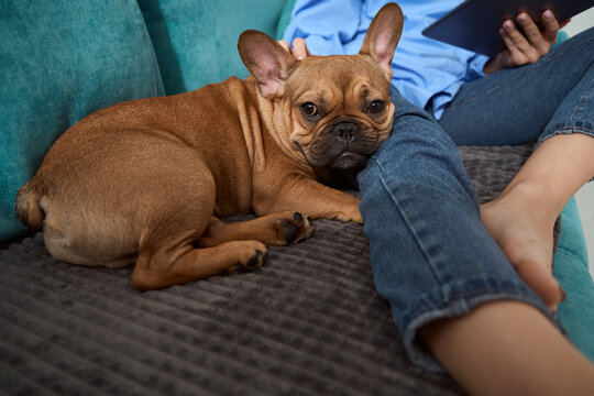 Dog owner seated on sofa petting French bulldog
