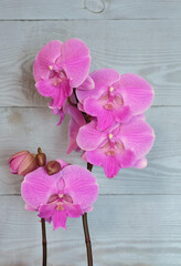 Blooming pink orchid phalaenopsis cultivar Big lip on a blue background, selective focus, vertical orientation. - 579813644