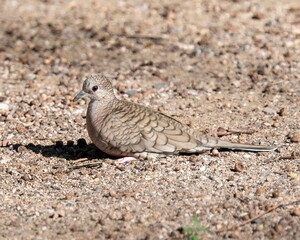 Inca Dove