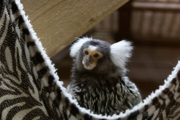 Close up Little Marmoset Monkey