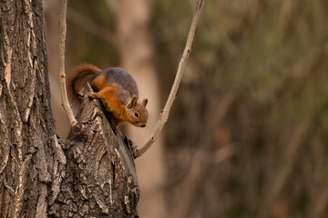 Squirrel stands on a tree