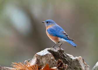 male bluebird