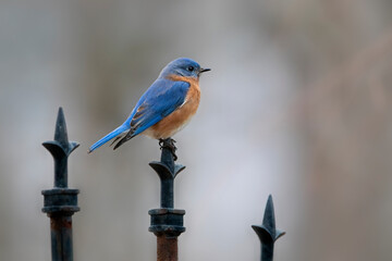 male bluebird