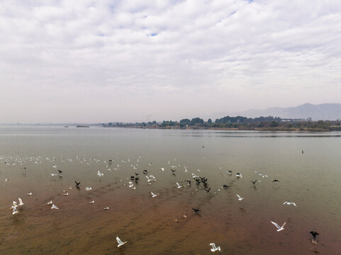 Aerial view of water birds flock in Rawal Lake, Islamabad Capital Territory, Pakistan.