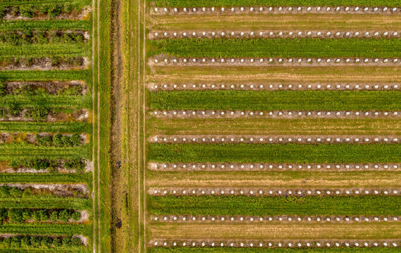 Aerial view of Citrus trees wrapped with exclusion bags in an agricultural field, Fellsmere, Florida, United States.