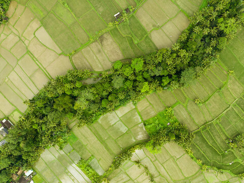Aerial View of rice fields near Ubud, Bali Indonesia.