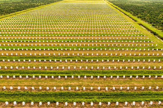 Aerial view of Citrus trees wrapped with exclusion bags in an agricultural field, Fellsmere, Florida, United States.