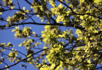 Close up of branches and leaves of a flowering oak tree in spring