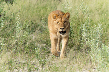 African lion (Panthera leo) in the green season. Sub adult lionesses walking around in the morning in the Okavango Delta in Botswana.