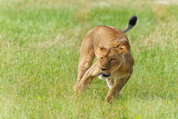 African lion (Panthera leo) in the green season. Sub adult lionesses walking around in the morning in the Okavango Delta in Botswana.