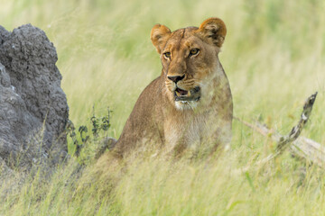 Obraz premium African lion (Panthera leo) in the green season. Sub adult lionesses walking around in the morning in the Okavango Delta in Botswana.