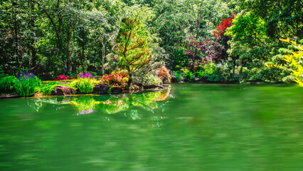 pond with flowers