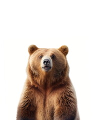 Obraz premium Smiling bear on the white background, created with generative AI