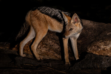 Black-backed jackal (Lupulella mesomelas) eating from elephant carcass at night in the Okavango Delta in Botswana