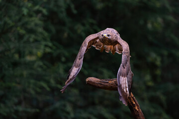 Common Buzzard (Buteo buteo) flying in the forest  in the Netherlands