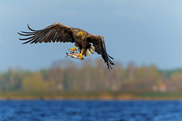 White Tailed Eagle (Haliaeetus albicilla), also known as Eurasian sea eagle and white-tailed sea-eagle. The eagle is flying to catch a fish in the delta of the river Oder in Poland, Europe.