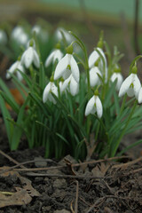 Snowdrops greet us with the arrival of spring