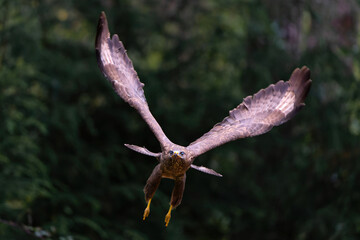 Common Buzzard (Buteo buteo) flying in the forest  in the Netherlands