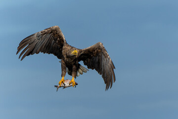 White Tailed Eagle (Haliaeetus albicilla), also known as Eurasian sea eagle and white-tailed sea-eagle. The eagle is flying to catch a fish in the delta of the river Oder in Poland, Europe.