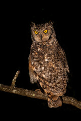 Spotted Eagle-Owl at night. This spotted Eagle-Owl (Bubo africanus) was sitting on a branch in the spotligt  with a black background in a Game Reserve in Kwa Zulu Natal in South Africa