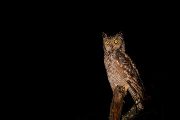 Spotted Eagle-Owl at night. This spotted Eagle-Owl (Bubo africanus) was sitting on a branch in the spotligt  with a black background in a Game Reserve in Kwa Zulu Natal in South Africa - obrazy, fototapety, plakaty
