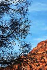 Tree and Red Rock 