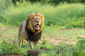 Beautiful dominant lion male. Lion (Panthera leo) male hunting in Mkuze Falls Game Reserve in Kwa...