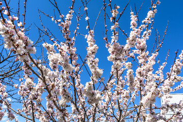 Flowering branches of garden cherry. Spring landscape