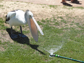 Funny picture of a thirsty pelican drinking water from a hose. Big mouth open, filling its crop.  Big bird with black and white feathers and big eyes. Monkey Mia resort, Western Australia.
