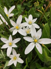 Obraz premium variety of flowers taken during summer