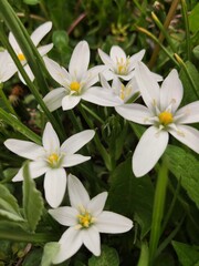 white and yellow flowers