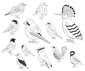 Set of birds in a realistic style. hand drawn. Vector stock illustration. isolated. Flying animals. Nature. Sketch. Sparrow, Jay, Bullfinch, Titmouse, Sveristel, Robin, Magpie, Oriole, Hoopoe
