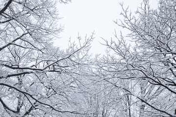 Fototapeta na wymiar Snow on the tree at winter