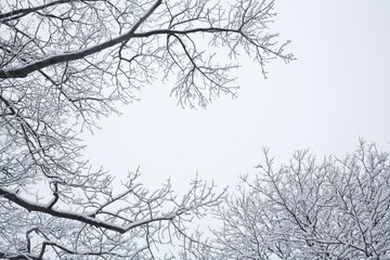 Fototapeta na wymiar Snow on the trees at winter