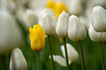 a large bright yellow tulip among bright white tulips in the garden in spring and blurred background of plenty white and a few yellow tulips