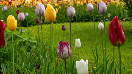 a row of beautiful multicolored tulips against a green lawn and flowerbeds with yellow and red tulips as a blurred background in a sunny spring park