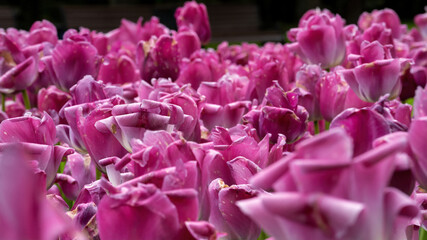 a large number of half-opened buds of pink terry tulips on a flower bed in a sunny spring garden with a blurred background