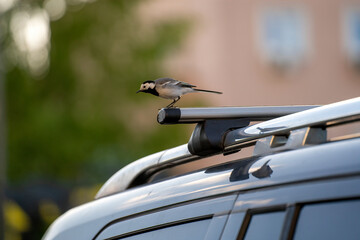 beautiful wagtail ready for takeoff sits on the roof rack of a black car and blurred background of tree with green leaves and pink building with white windows and bokeh of bright sky 