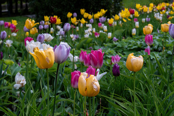 a field of beautiful colorful bright tulips among tall juicy green grass in a sunny spring park