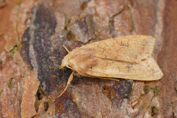 Closeup on the Brick owlet moth, Agrochola circellaris on wood